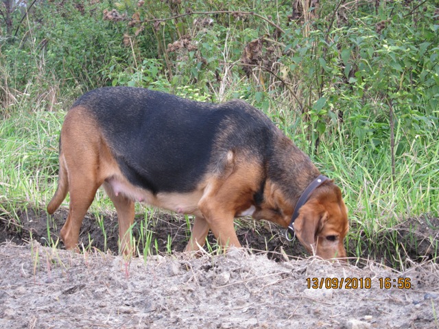 Gapek ciezarny02.JPG