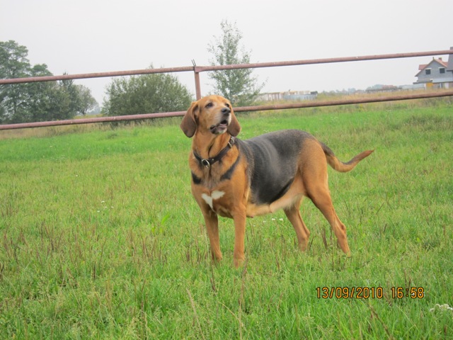 Gapek ciezarny04.JPG