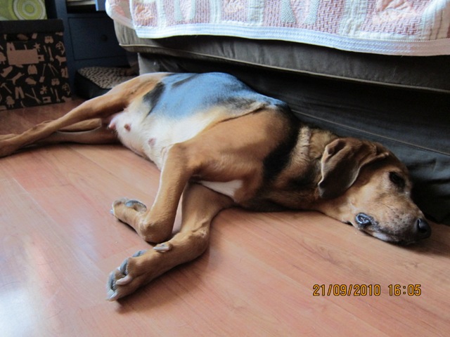 Gapek ciezarny08.JPG