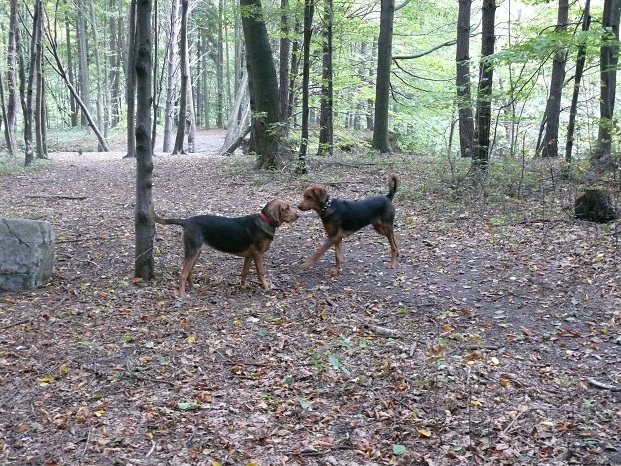 Saba, poszalejmy jeszcze!