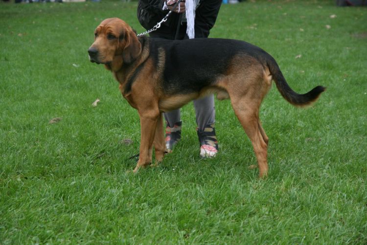 Sokół