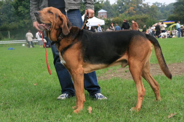 Bogar