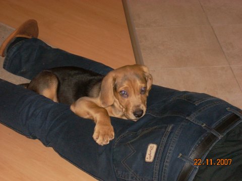 Kusuś malutki - śpi u pana na hm... pupce :)
