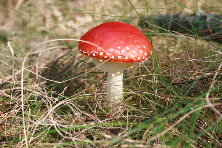 Grzybek na początek