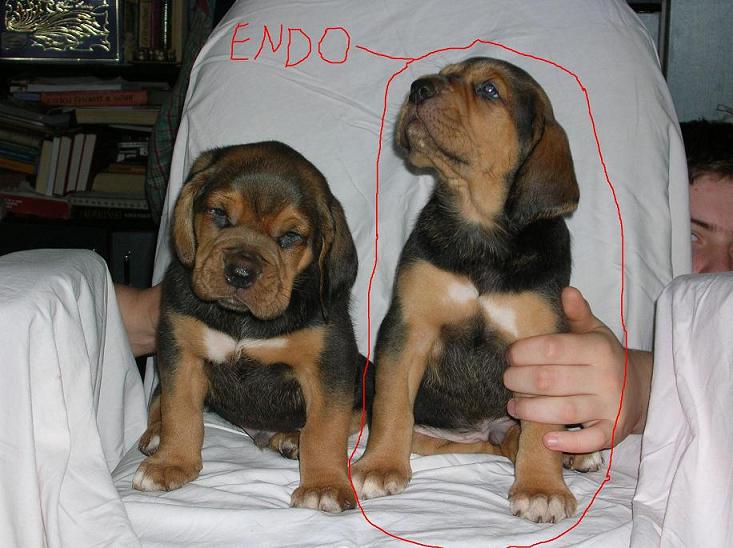 endo.JPG