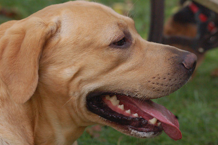Kuzyn - JAMES! Mówią o nim labrador.... cokolwiek to znaczy :)