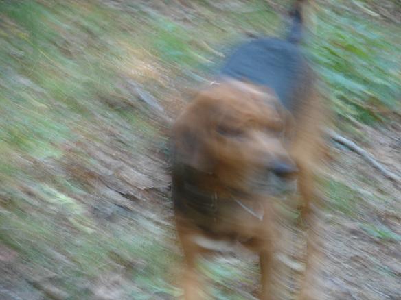 rychu.JPG