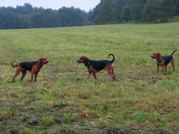 Kobza, Kobryn, Kraska