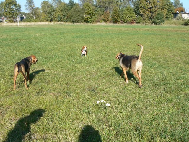 Beagle w potrzasku :D