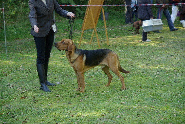 WIERNY w ringu ocena doskonała.JPG