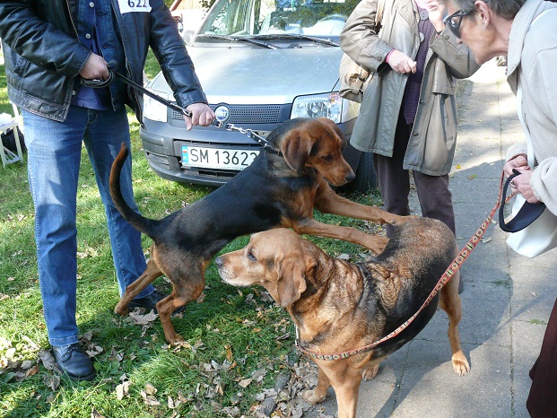 A Karbon zaczepia dojrzałą ogarzycę.