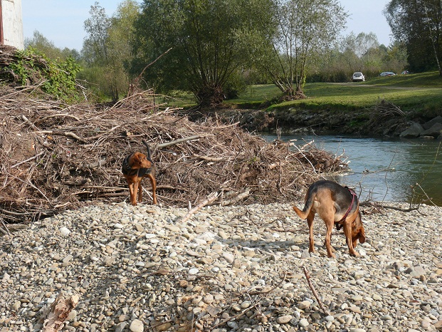 Karbon i Pogoń.