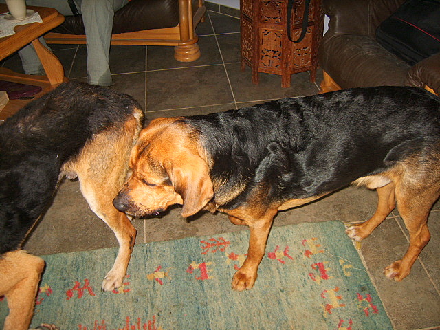 DENAR W NOWYM DOMKU 8 LUTY 2009 001.jpg