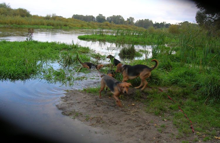 Nad Pilicą