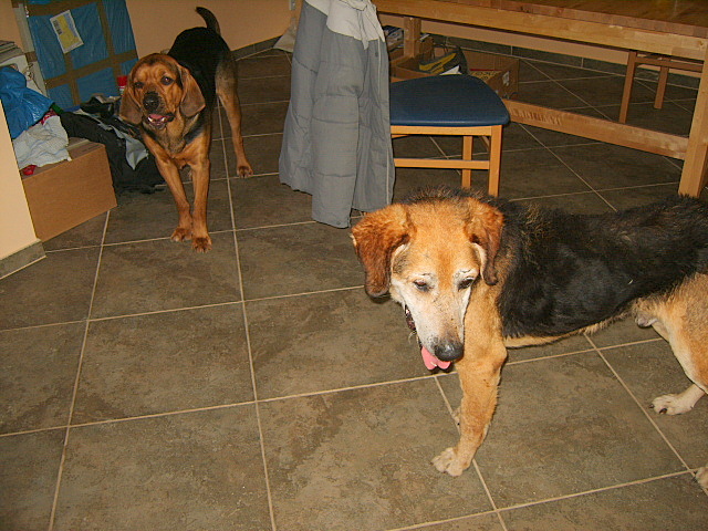 DENAR W NOWYM DOMKU 8 LUTY 2009 009.jpg