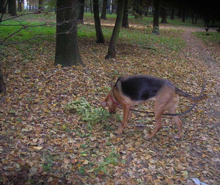 Nie mogę znaleźć, to poszukam czegoś innego