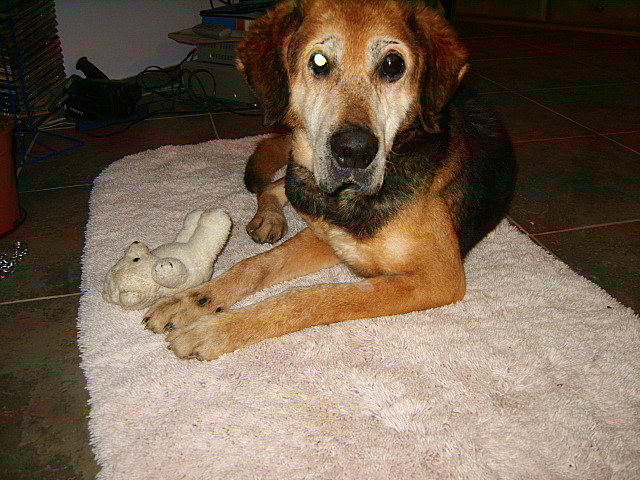 DENAR W NOWYM DOMKU 8 LUTY 2009 019.jpg