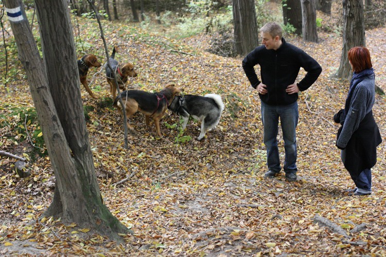 tyle ogarów naraz nie widział jeszcze żaden husky