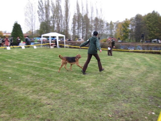 Cyran prawie w locie
