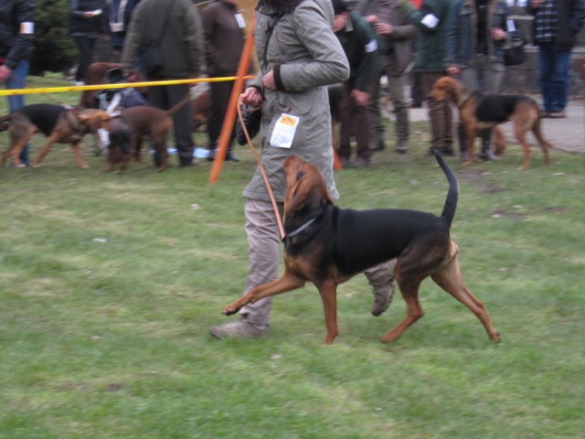 zabrze wystawa 201020.JPG