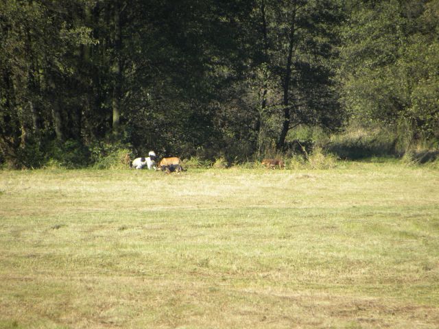Obraz 030.jpg