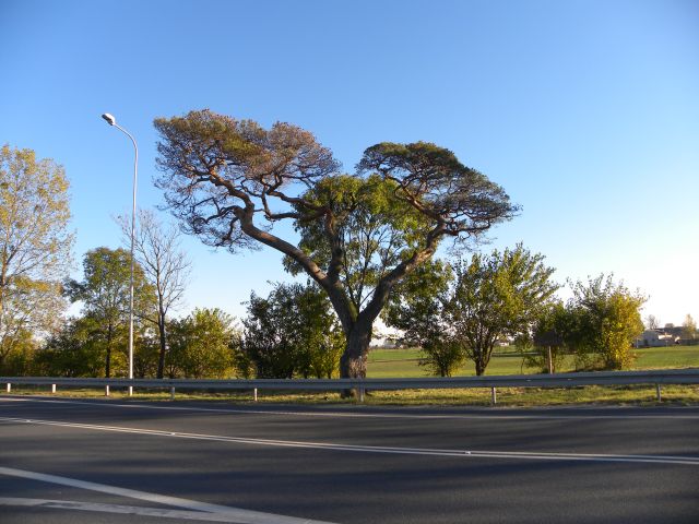 Obraz 105.jpg