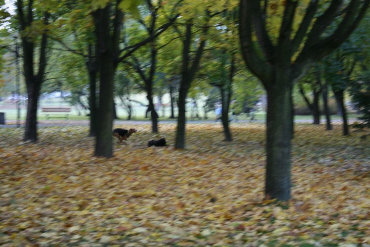 Szalejąca...
