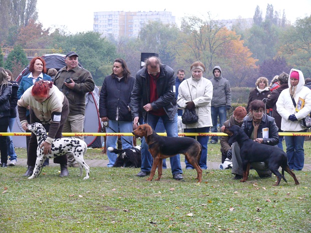 Karbon pośród najlepszych szczeniąt.