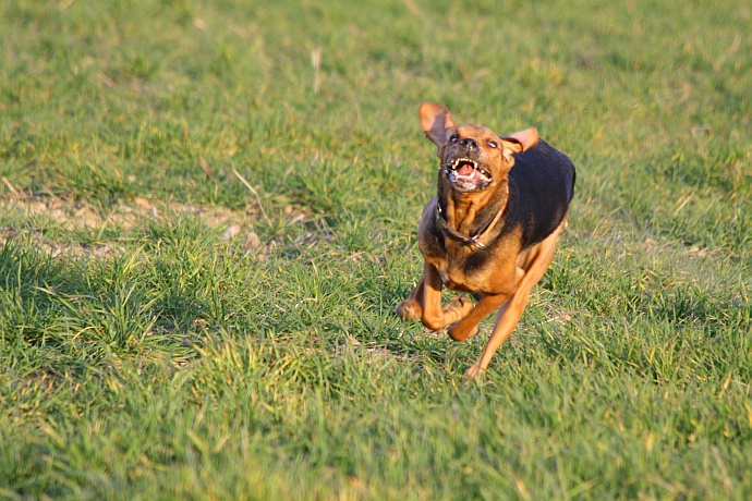 wrrr...