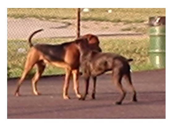 vsboxer.jpg