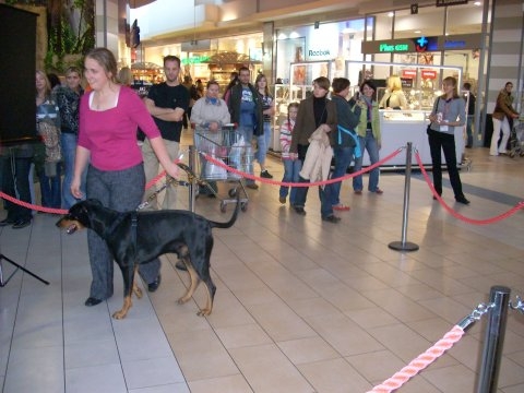 Przyjaciel Kusego Doberman Drako z Magdą na ringu - 5.JPG