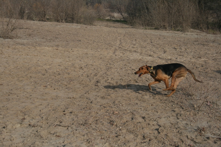 Cyga