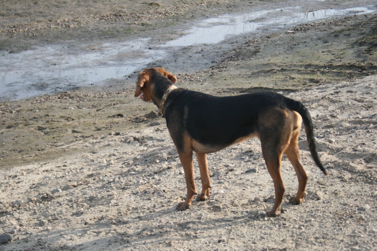 Łoza