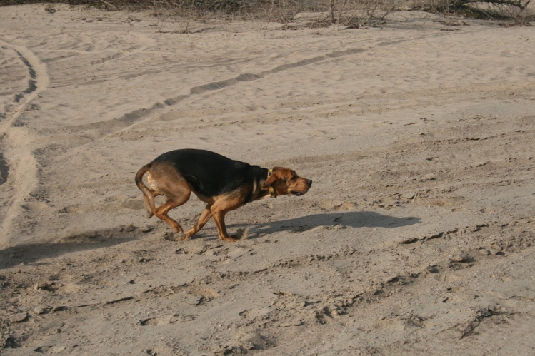 Cyga