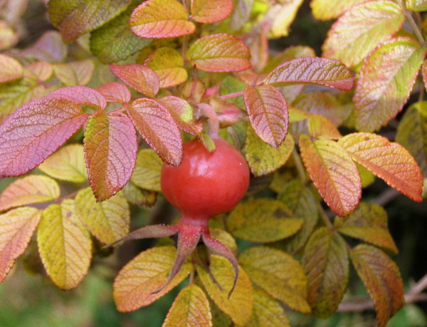 PB010021.JPG