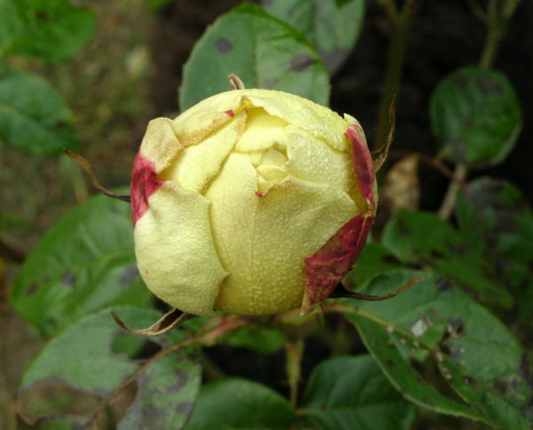 PB010036.JPG