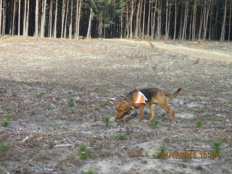 Wierna tropiąca.jpg