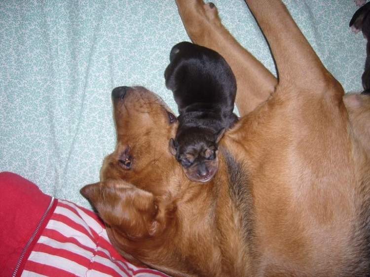Nie ma jak u mamy