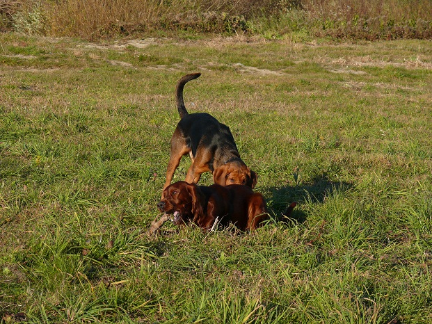 Ciii..... Zaraz mu go zwędzę!