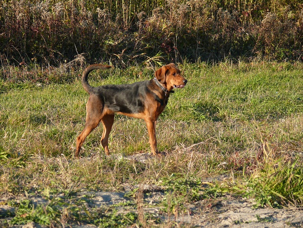 A oto Karbon.