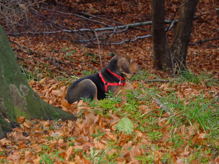 DSC01838aa.jpg
