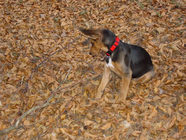 DSC01896aa.jpg