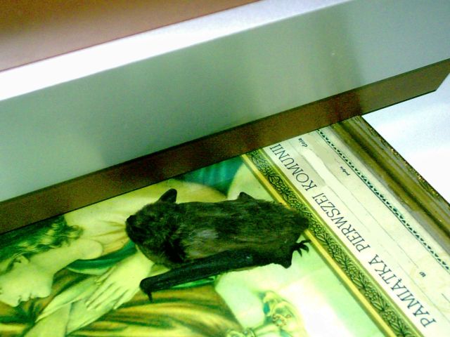 PIC00746.jpg