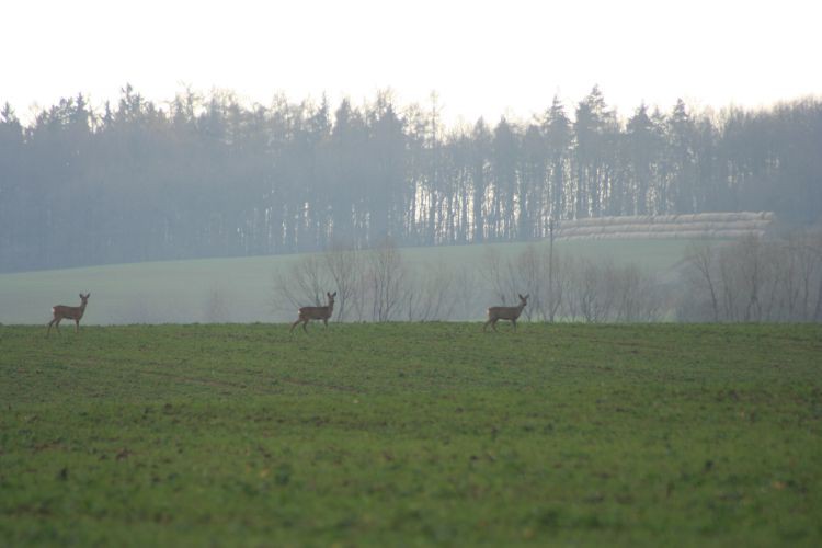 Kuszą strasznie.