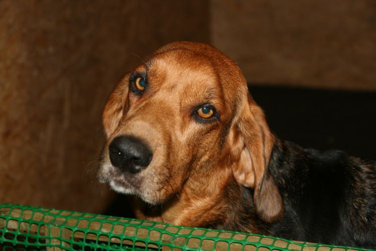 Orka