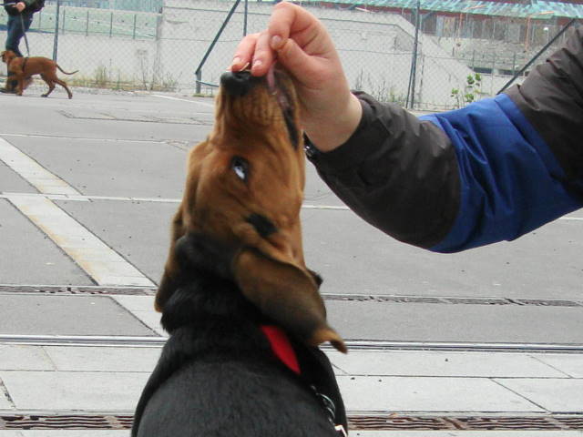DSC00533.JPG