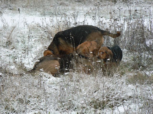 P1090485.jpg