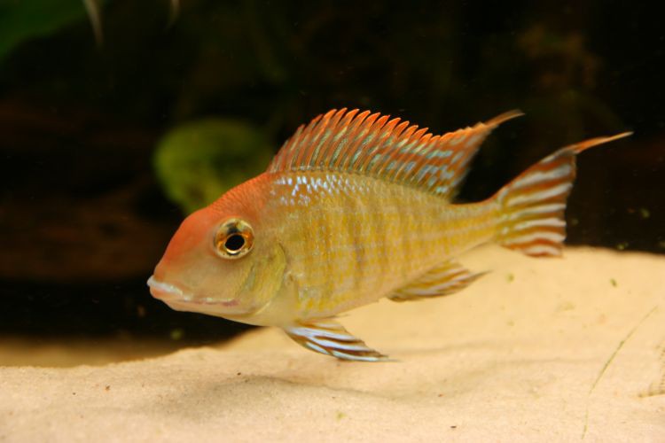 Ulubione ziemiojady pańci