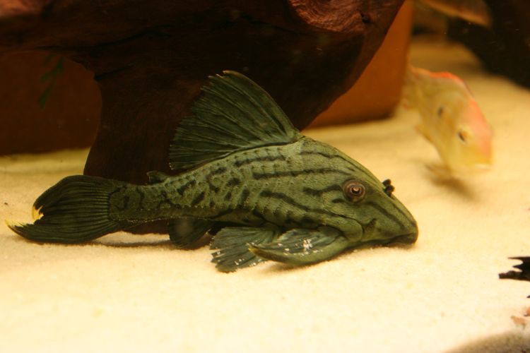 Zbrojniki pańcia