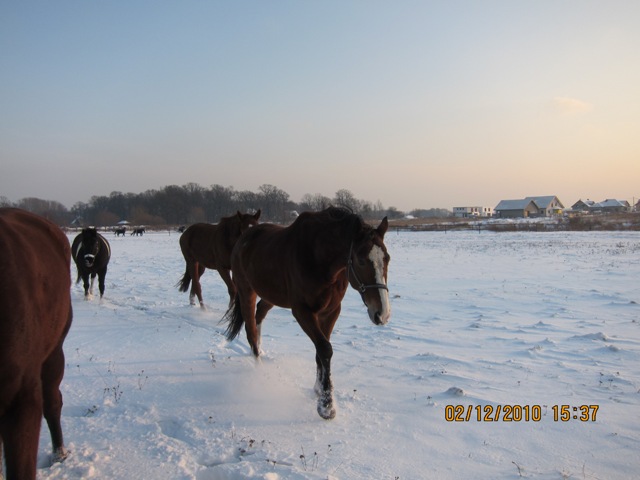 IMG_5932.JPG
